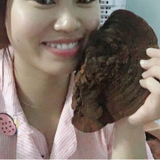 nấm linh chi đỏ rừng già