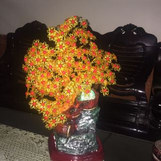cây tài lộc phong thuỷ