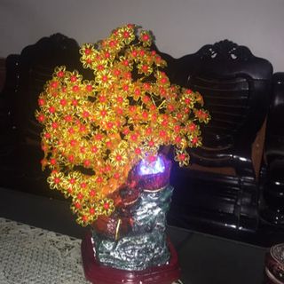 cây tài lộc phong thuỷ