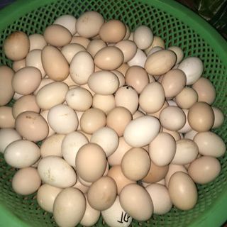 TRỨNG GÀ RI CON