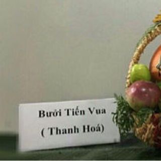 Bưởi Đỏ Tiến Vua - Sản Vật Của Thanh Hoá