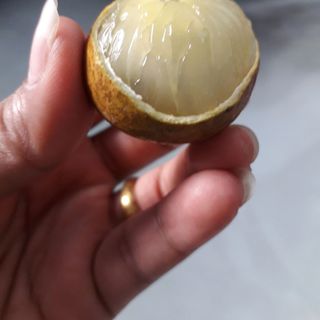 nhãn xuồng cơm vàng