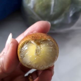 nhãn xuồng cơm vàng