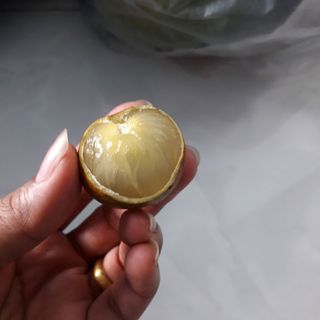 nhãn xuồng cơm vàng