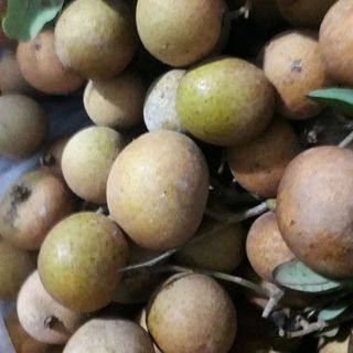 nhãn xuồng cơm vàng