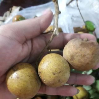 nhãn xuồng cơm vàng