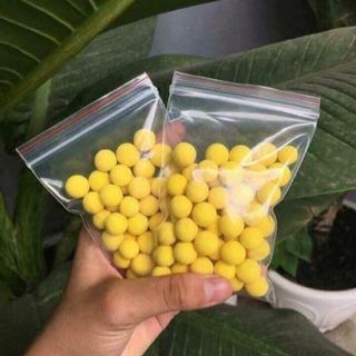 tinh nghệ đỏ sữa ong chúa