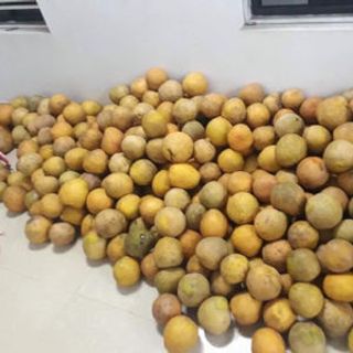 bưởi diễn