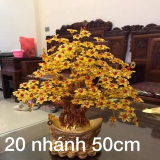 Cây kim tài lộc