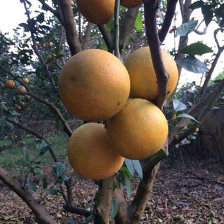 cam trổng cao phong