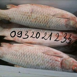Chuyên cung cấp cá trắm giòn giá sỉ