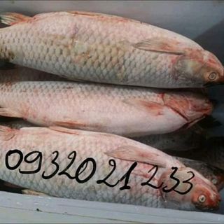 Chuyên cung cấp cá trắm giòn giá sỉ