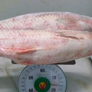 Chuyên cung cấp cá trắm giòn giá sỉ