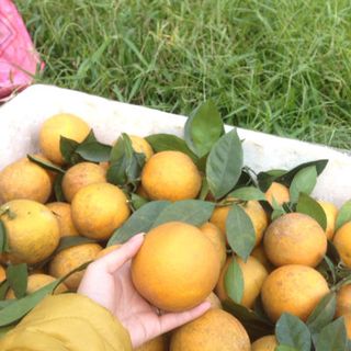 cam xã đoài cao phong