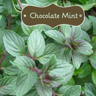CHOCOLATE MINT HÚNG NHẬT