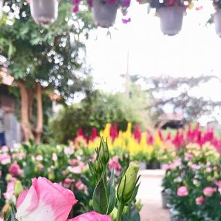 Hoa cát tường tết