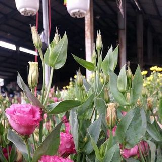 Hoa cát tường tết
