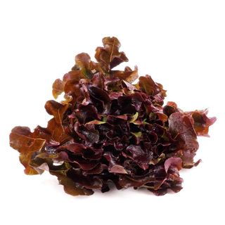 XÀ LÁCH RED OAK SALAD OAK LEAF