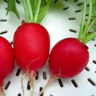 CỦ CẢI ĐƯỜNG CỦ CẢI ĐỎ RADISH