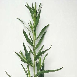 TARAGON TARRAGON