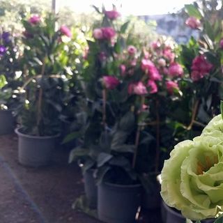 Hoa cát tường tết giao dọc quốc lộ 1A
