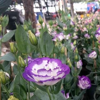 Hoa cát tường tết giao dọc quốc lộ 1A