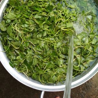 Bột rau má