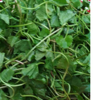 Bột rau má