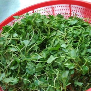 Bột rau má