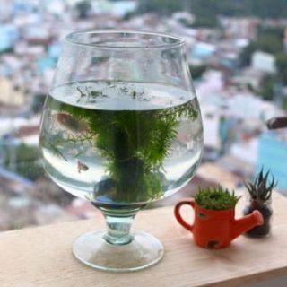 Be cá Ly chân thủy tinh trang trí D10cm x H12cm