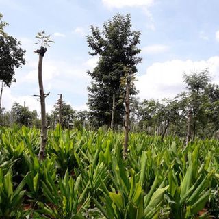 tinh bột nghệ nguyên chất