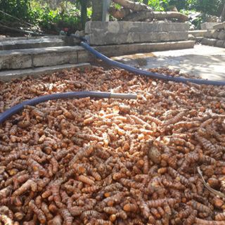 tinh bột nghệ nguyên chất