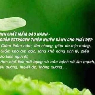 Mầm đậu nành