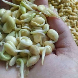 Mầm đậu nành