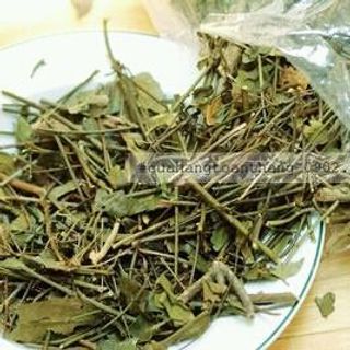 chè vằng lợi sữa