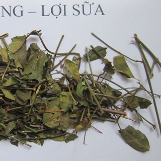 chè vằng lợi sữa