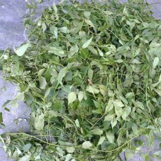chè vằng lợi sữa