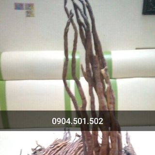 Nấm Linh Chi Sừng Hươu