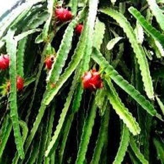 thanh long ruot trangdo