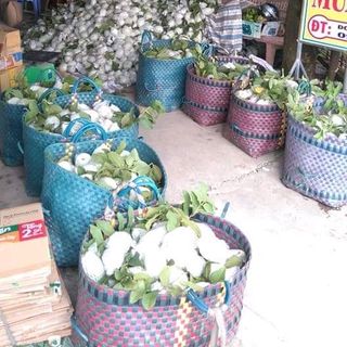 chuyên sỉ ổi đài loan