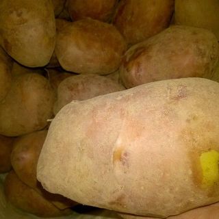 Khoai tây Đà Lạt
