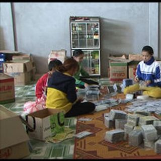 Lợi sữa-Giảm cân Cao lá vằng Quảng Trị