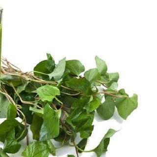 bột rau má - chùm ngây - trà xanh -rau diếp cá