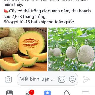 Hat dưa lưới