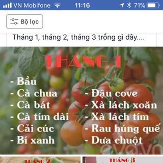 Hat giong cay trong hoa qua