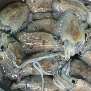 MỰC NANG TƯƠI NINH THUẬN