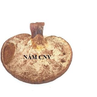 Nấm linh chi đỏ Việt nguyên bào tử