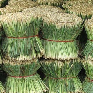 Tinh dầu sả nguyên chất 100 thiên nhiên
