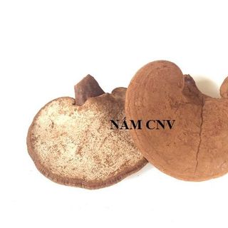 Nấm linh chi Việt nguyên bào tử thượng hạng