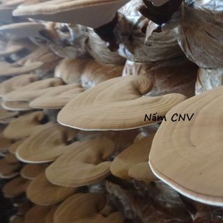 Nấm linh chi Việt nguyên bào tử thượng hạng